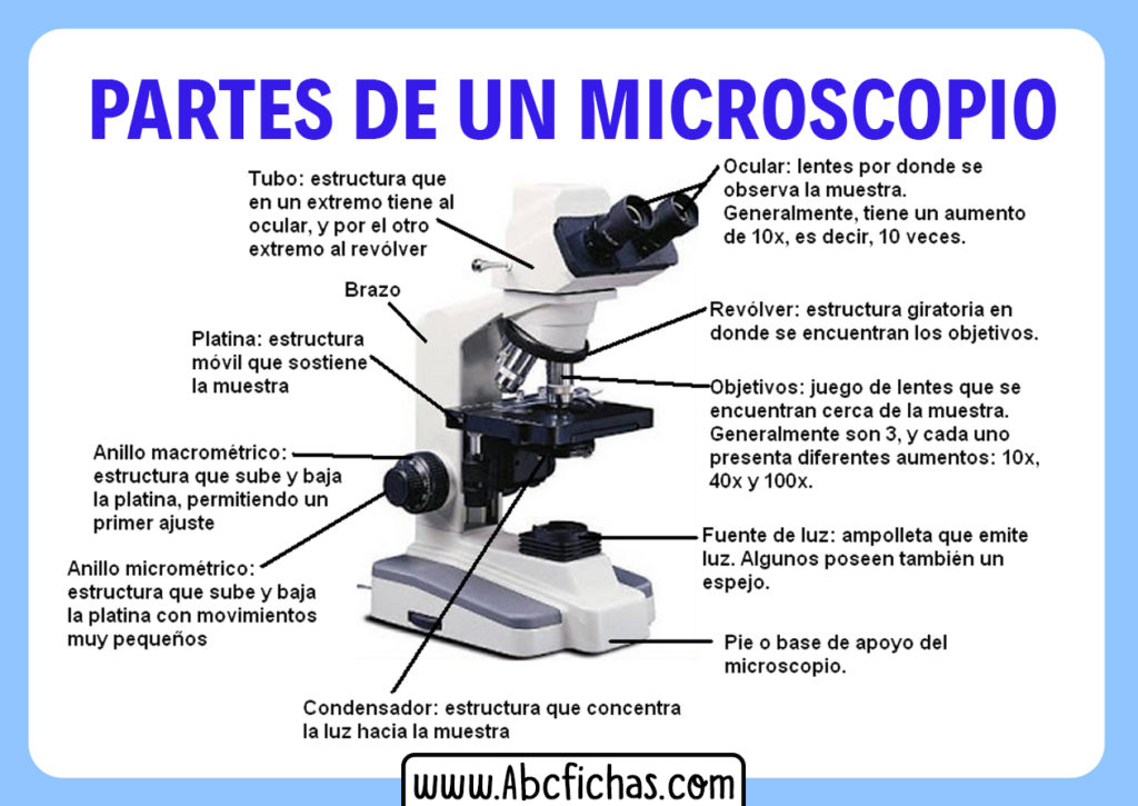Cuales Son Las Partes De Un Microscopio Abc Fichas Porn Sex Picture