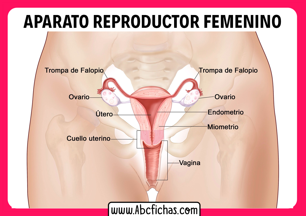 Anatomia Del Sistema Reproductor Femenino Abc Fichas