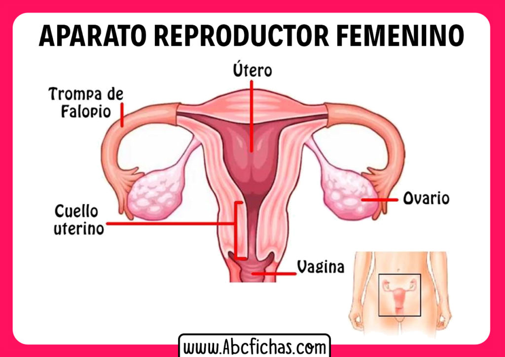 El Aparato Reproductor Femenino ABC Fichas
