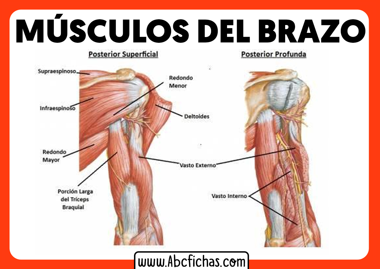 Musculos Del Brazo Anatomia Abc Fichas