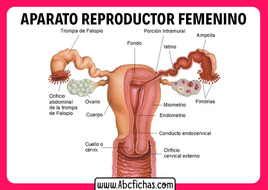 Partes Del Aparato Reproductor Femenino ABC Fichas