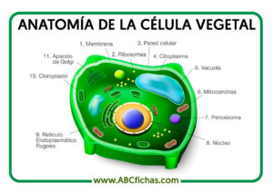 Anatomia celula vegetal