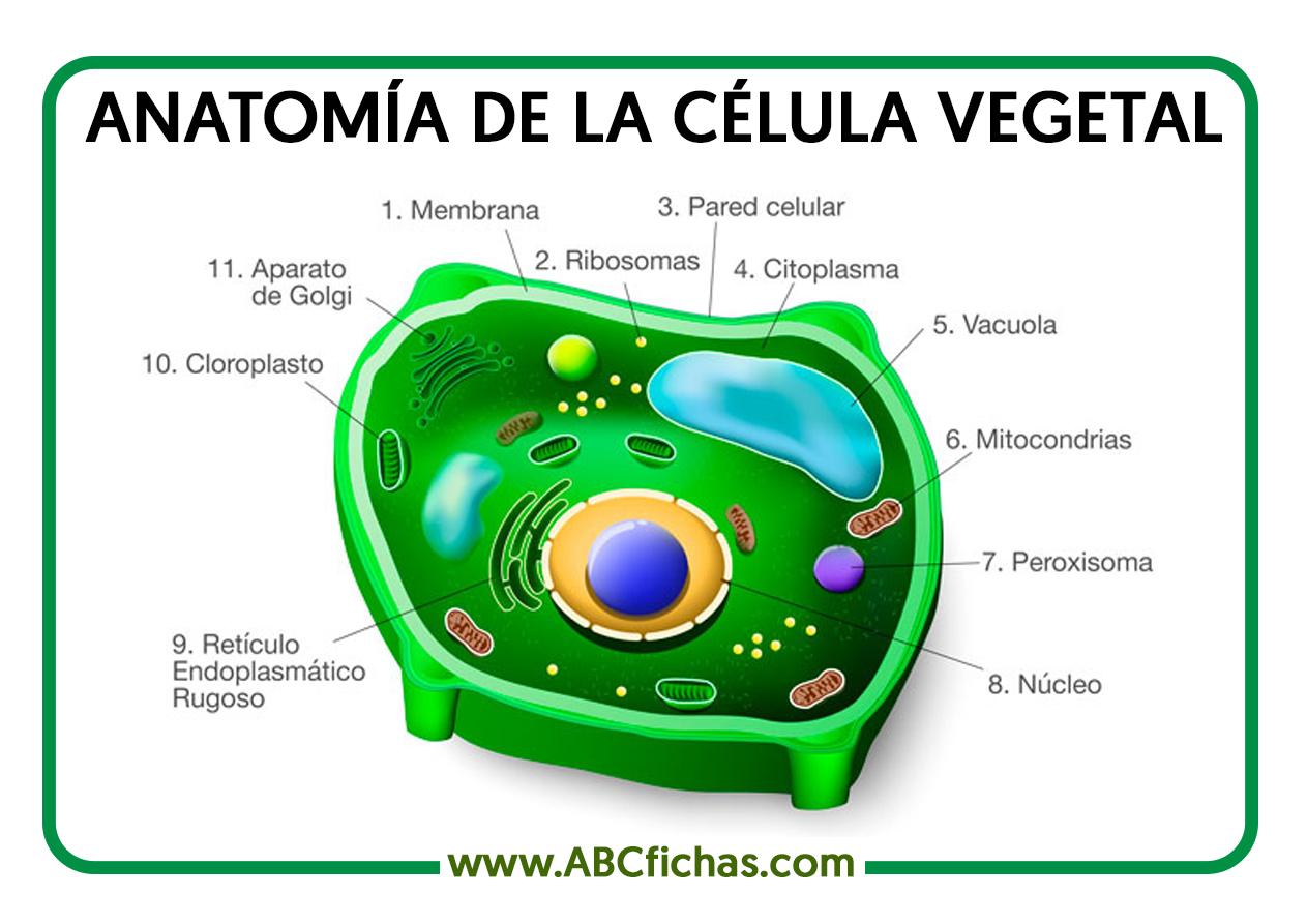 Anatomia Celula Vegetal Abc Fichas