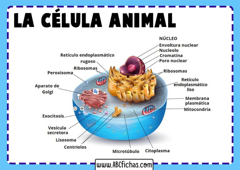 Celula animales y sus partes ABC Fichas Celula animales y sus partes ABC Fichas
