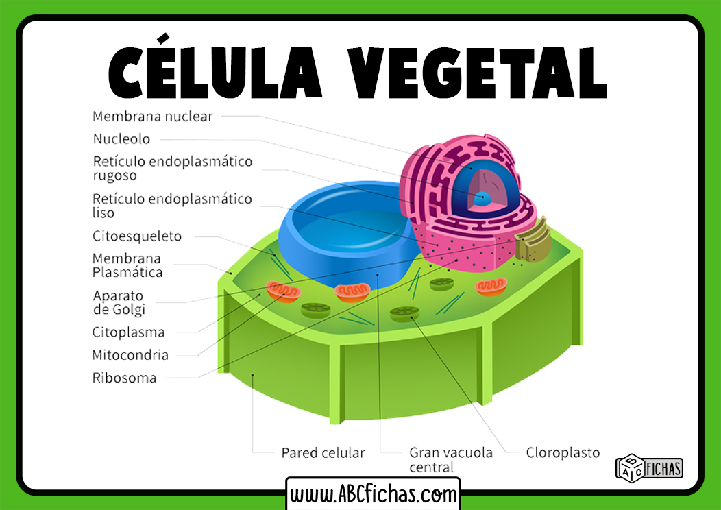 Celula vegetal partes y funciones