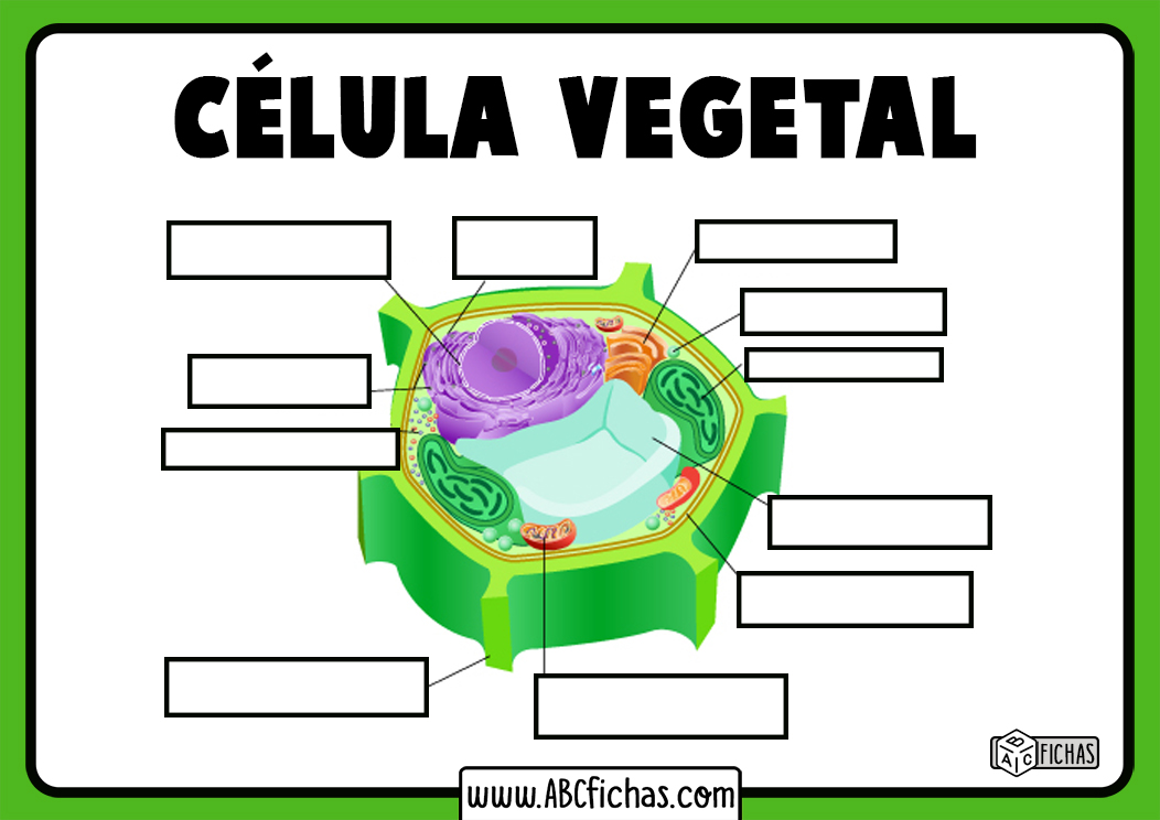 Celula Vegetal Sin Nombres Abc Fichas