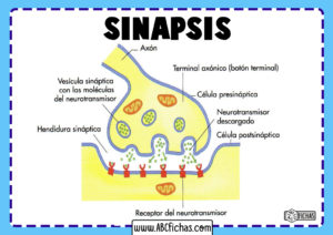 Como se produce la sinapsis