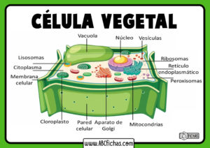 Definicion de la celula vegetal