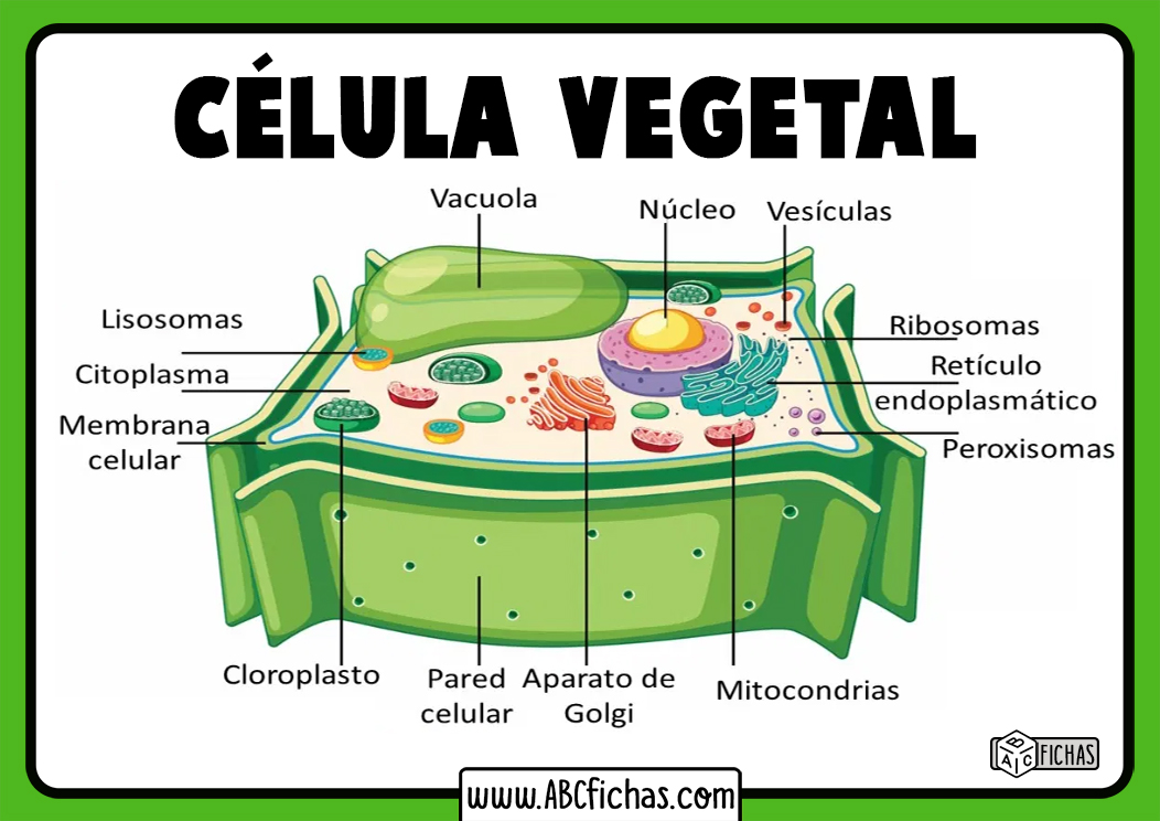 Definicion de la celula vegetal