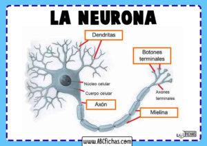 Definicion de neurona