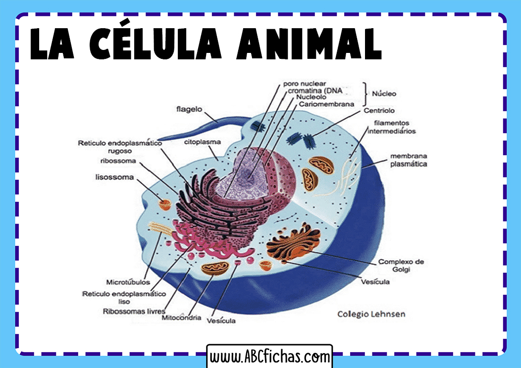 Dibujo celula animal