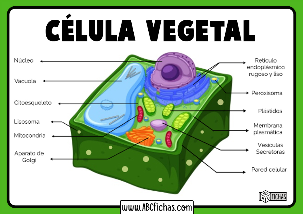 Dibujo de celula vegetal y sus partes - ABC Fichas