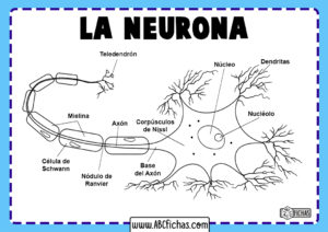 Dibujo de neurona y sus partes