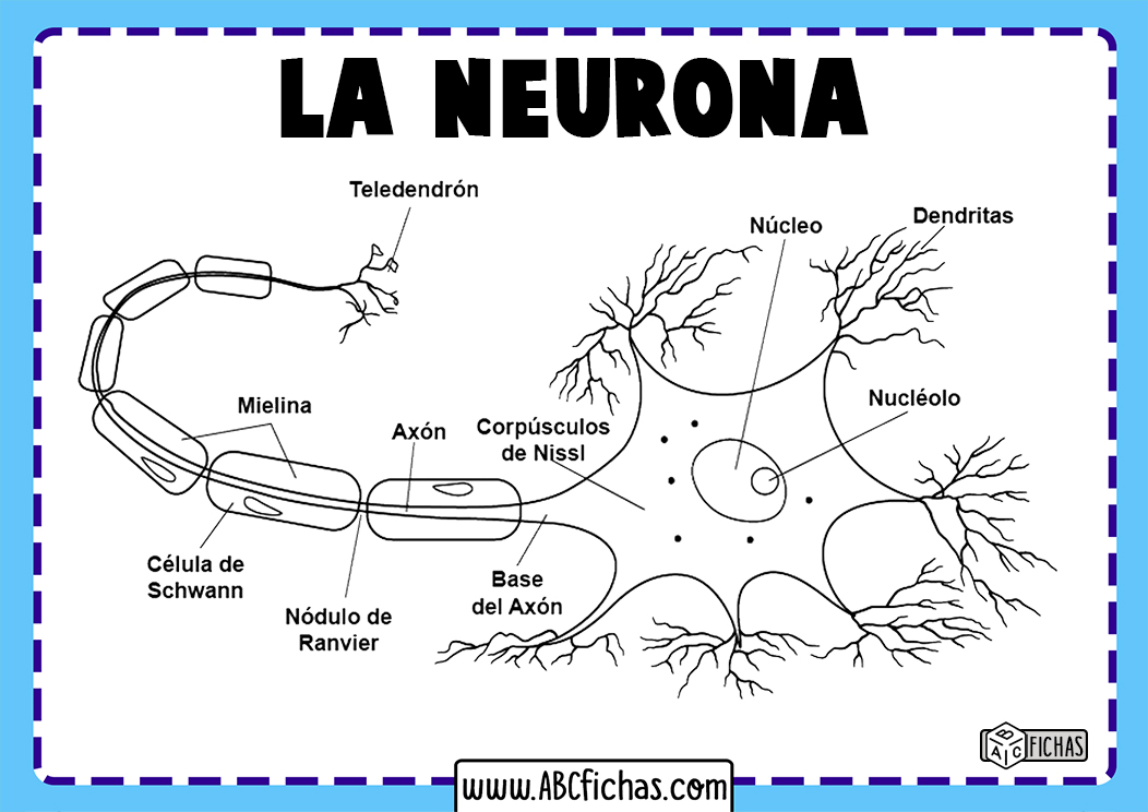 Dibujo de neurona y sus partes