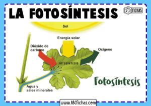 Ejemplo fotosintesis de las plantas