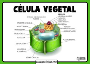 Esquema celula vegetal