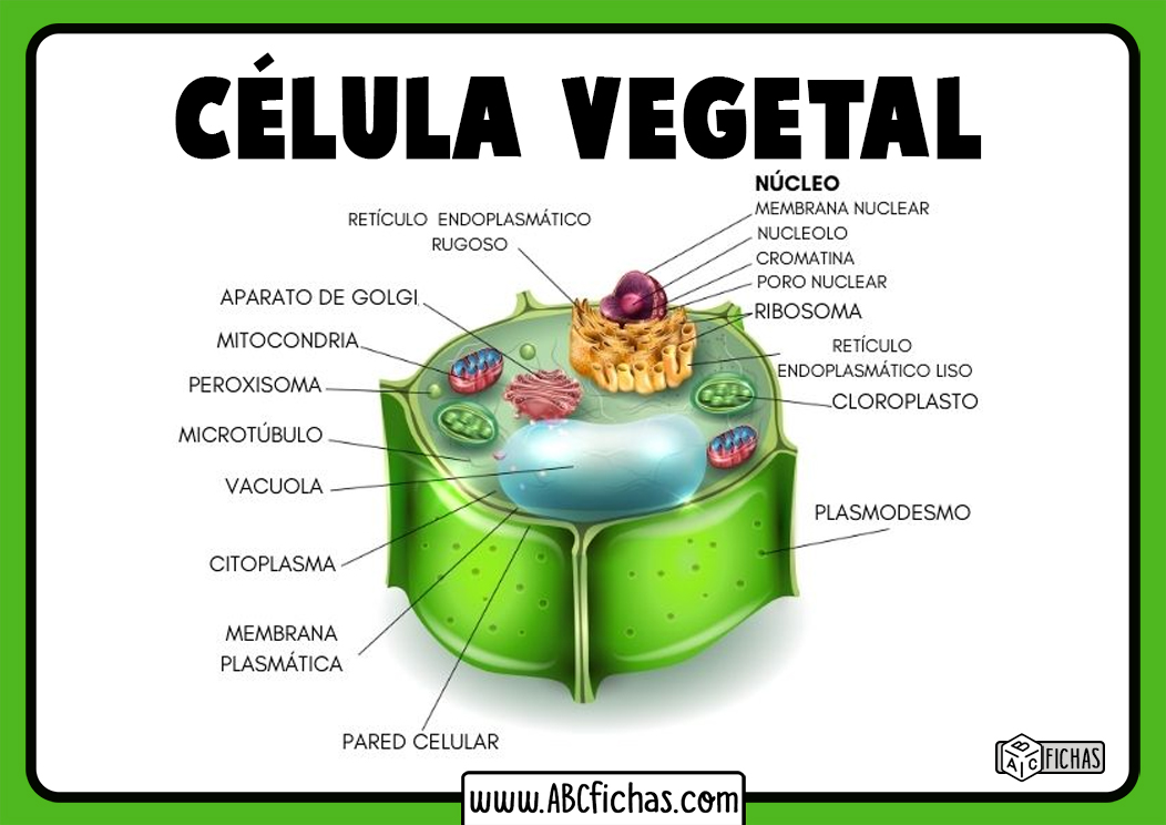 Esquema celula vegetal