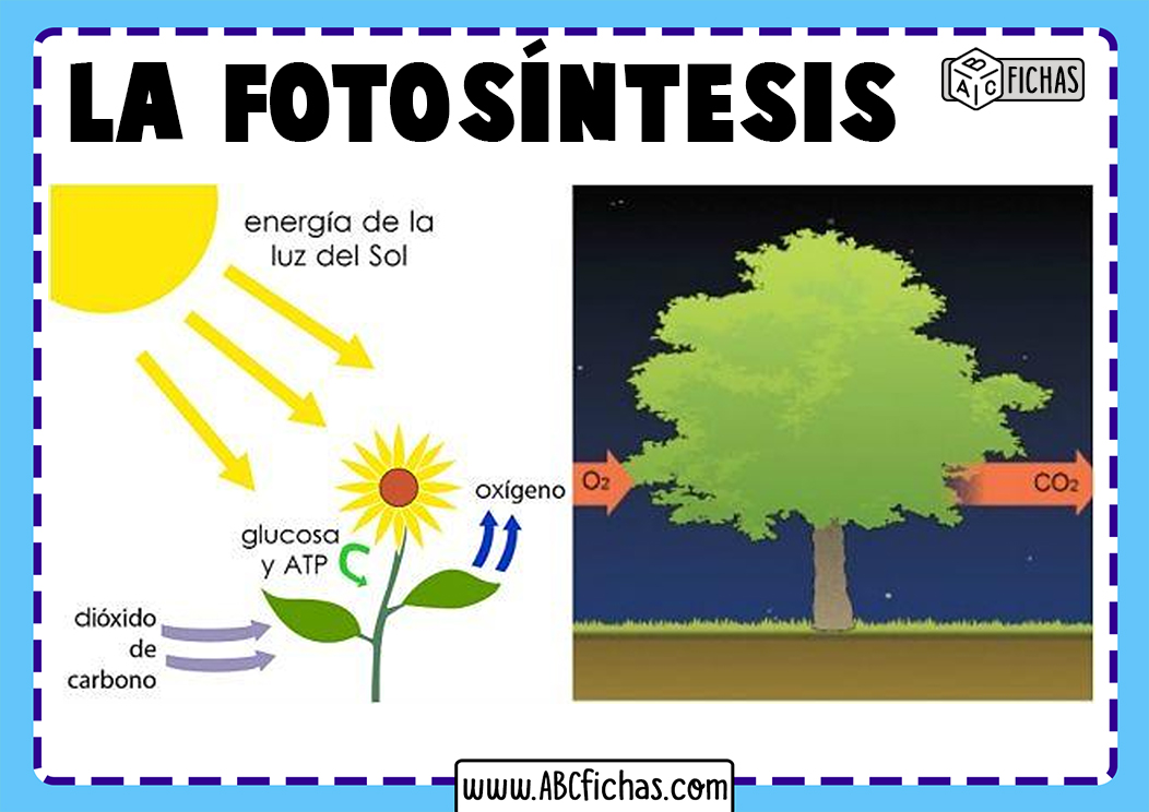 Esquema proceso fotosintesis