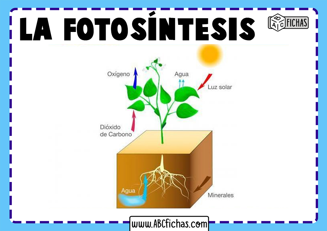 Esquema de la fotosintesis