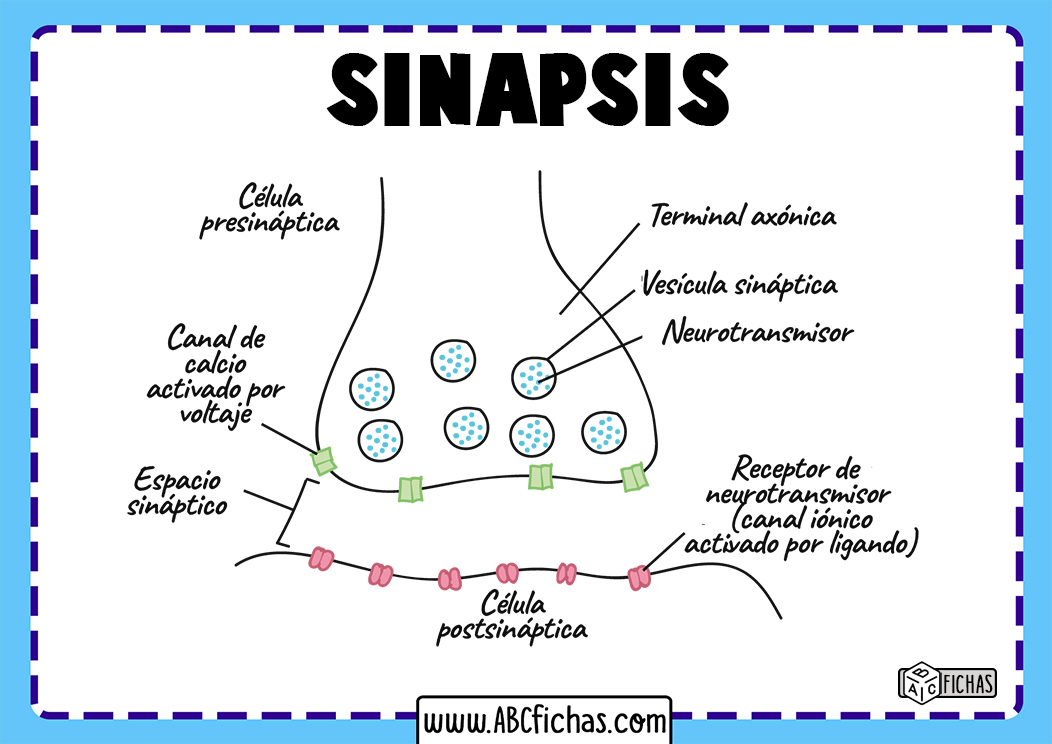 Esquema de la sinapsis