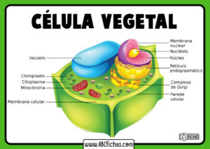 Estructura celula vegetal