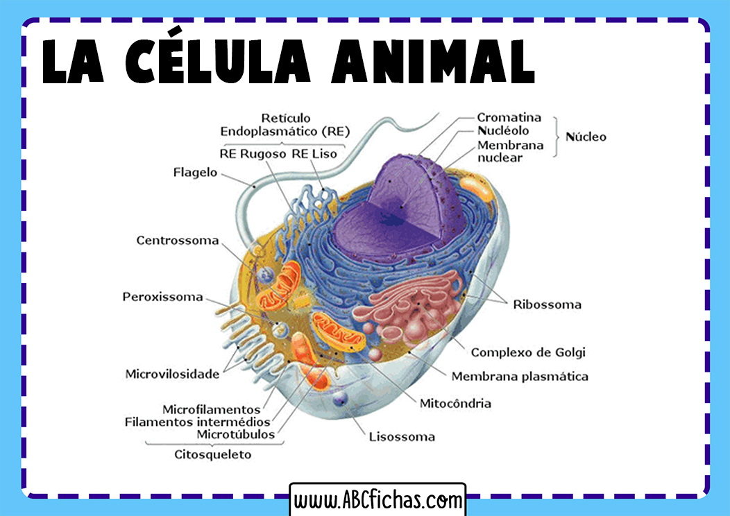 Estructura de la celula animal