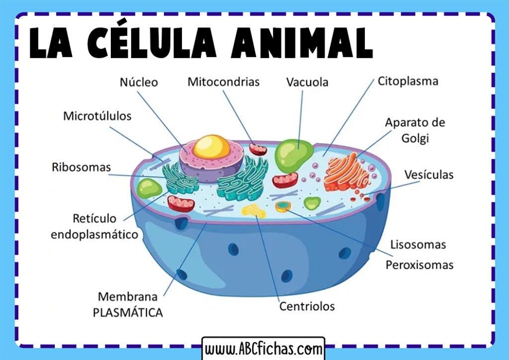 La Célula Animal Estructura, Partes y Funciones de la