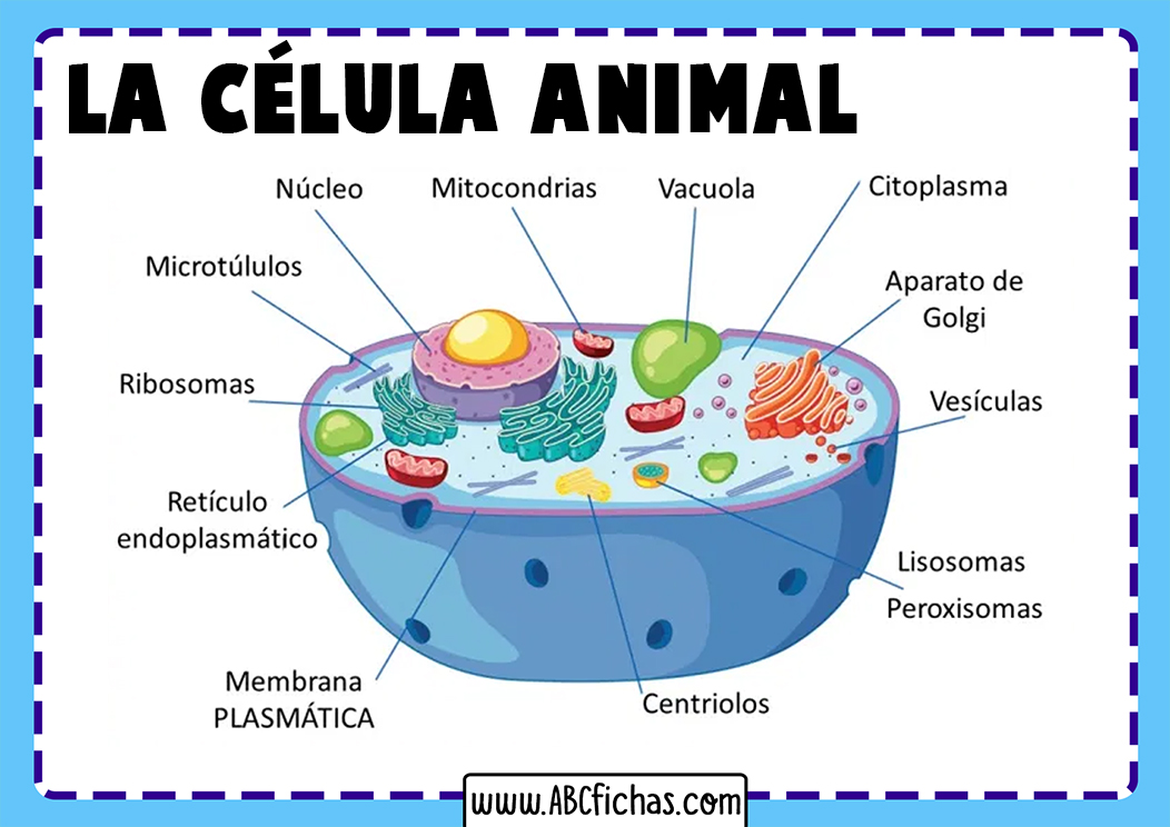 Estructura De La Celula Animal Abc Fichas