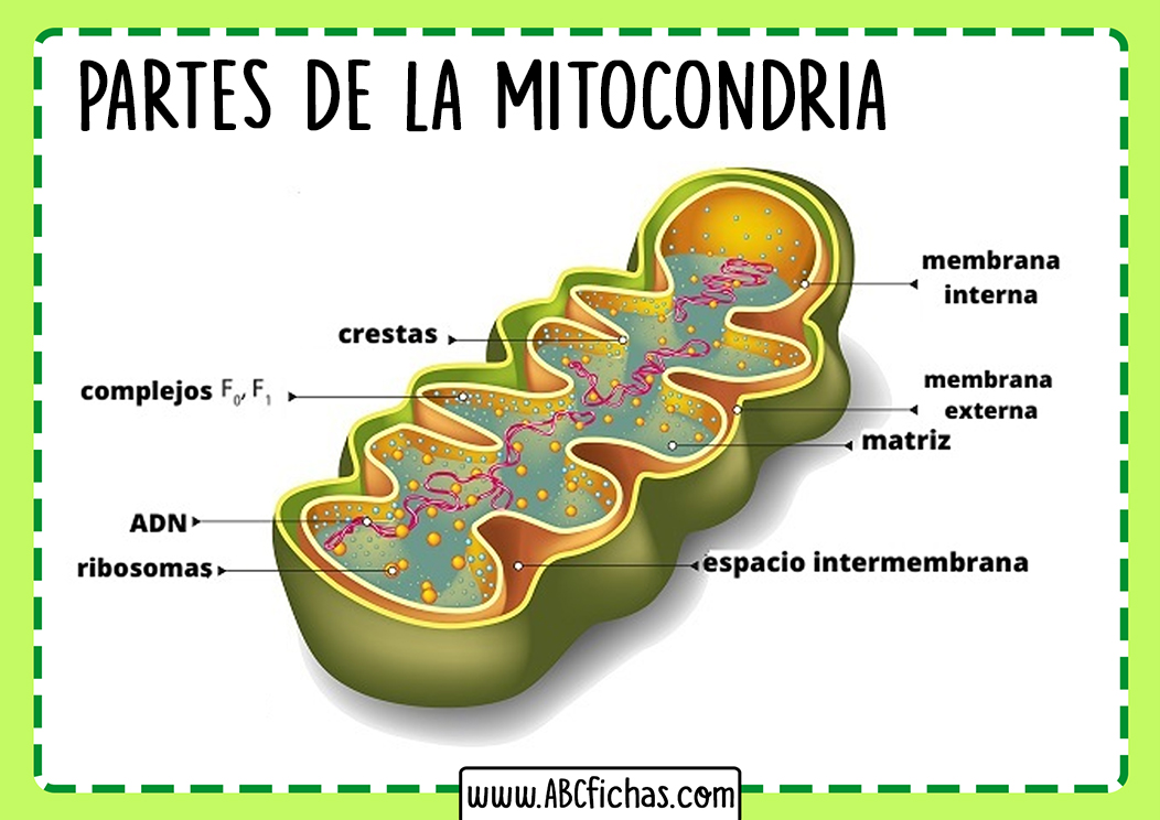 Estructura de la mitocondria