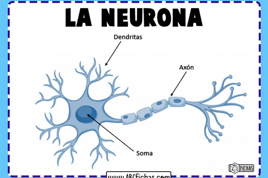 Estructura de la neurona