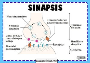 Estructura de la sinapsis