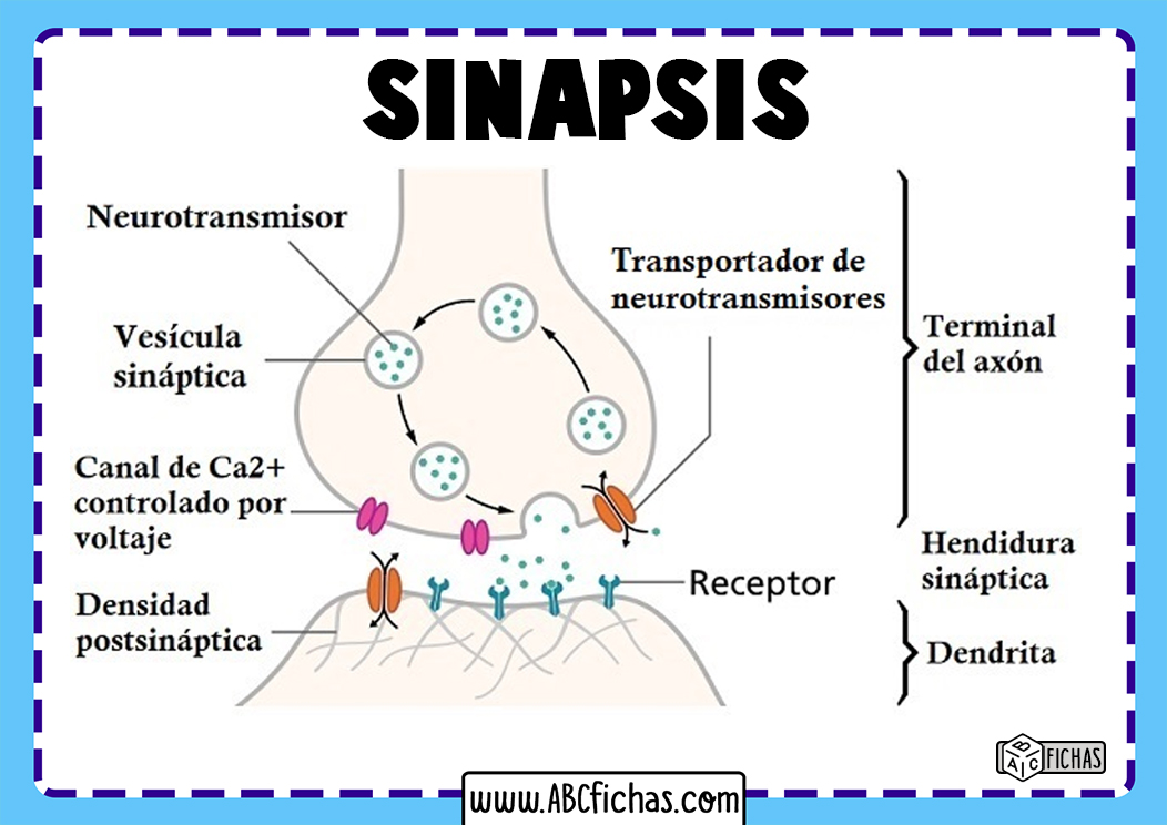Estructura de la sinapsis
