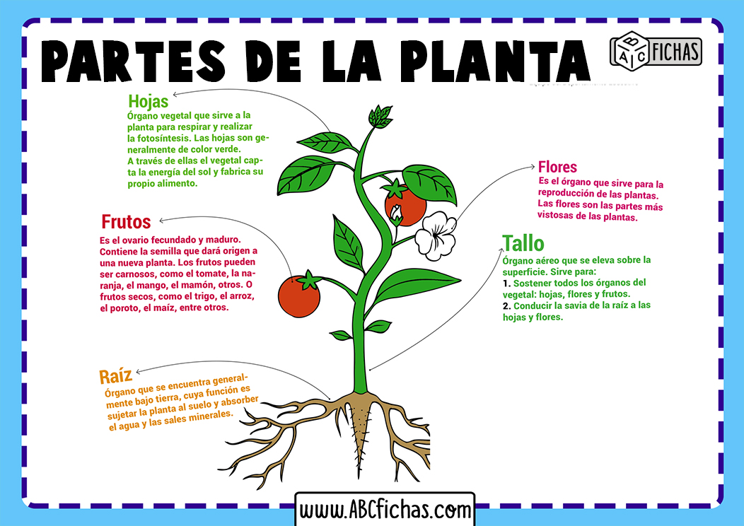 Estructura de la planta