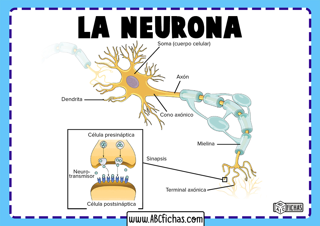 Estructura y funciones de la neurona