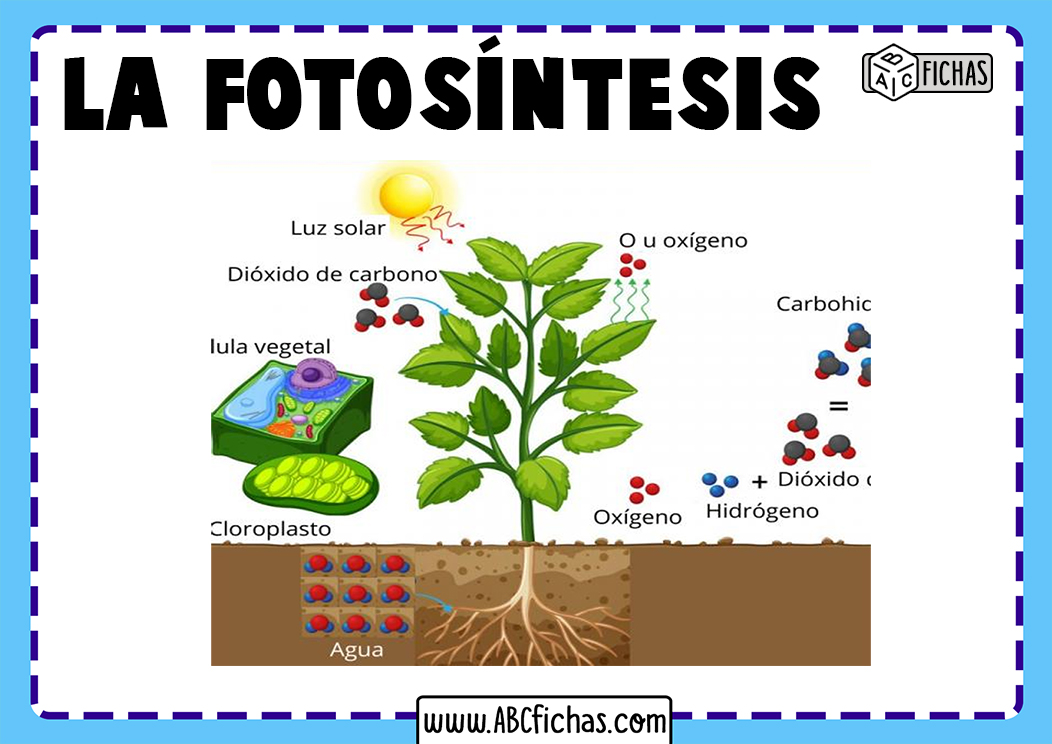 Explicacion de la fotosintesis