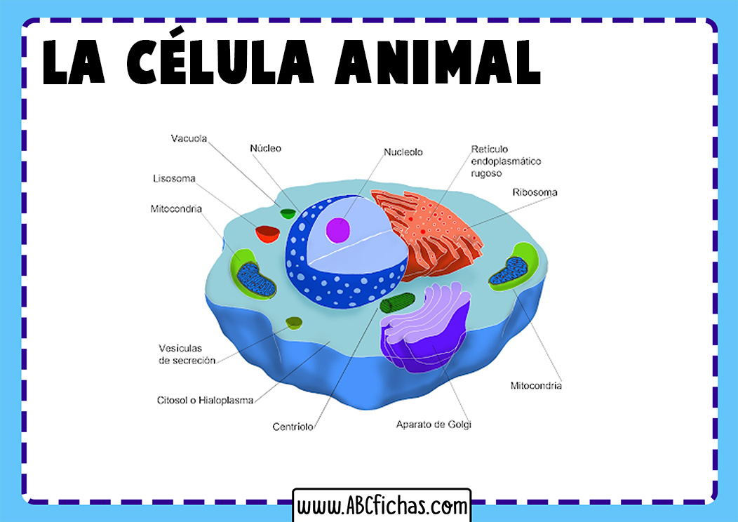 Funcion de celula animal