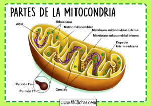 Funcion de la mitocondria