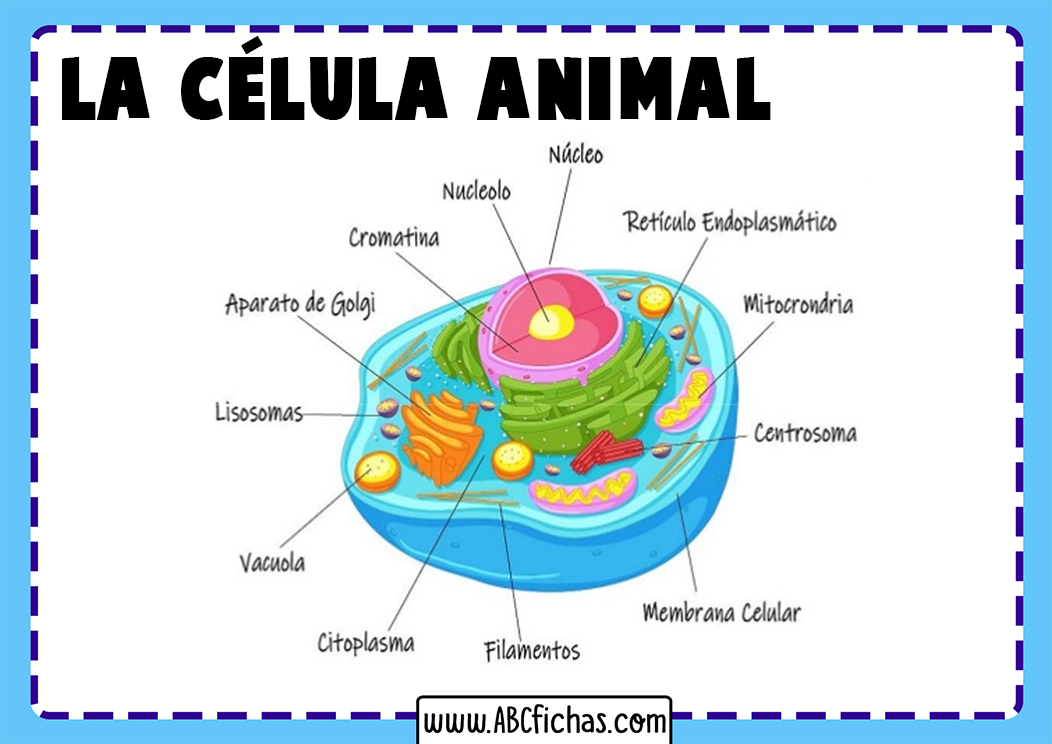 Funciones de la celula animal