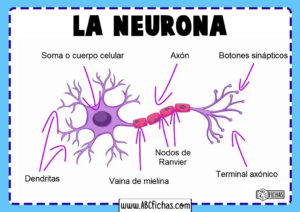 Funciones de la neurona