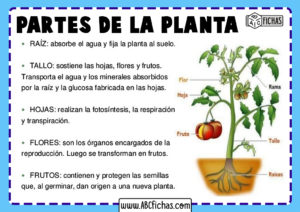 Funciones y partes de la planta