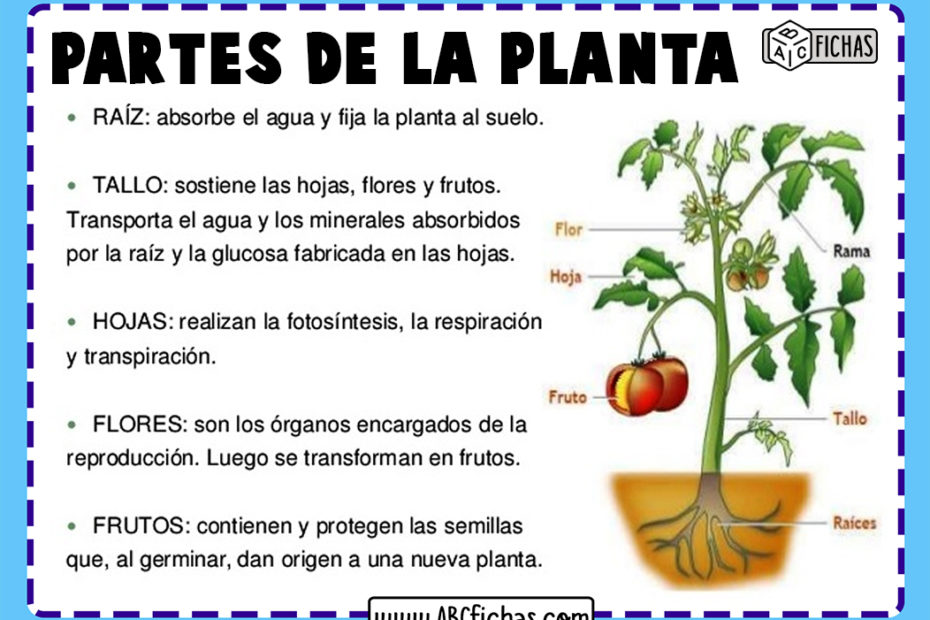 Funciones y partes de la planta