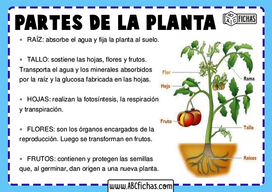 Funciones y partes de la planta