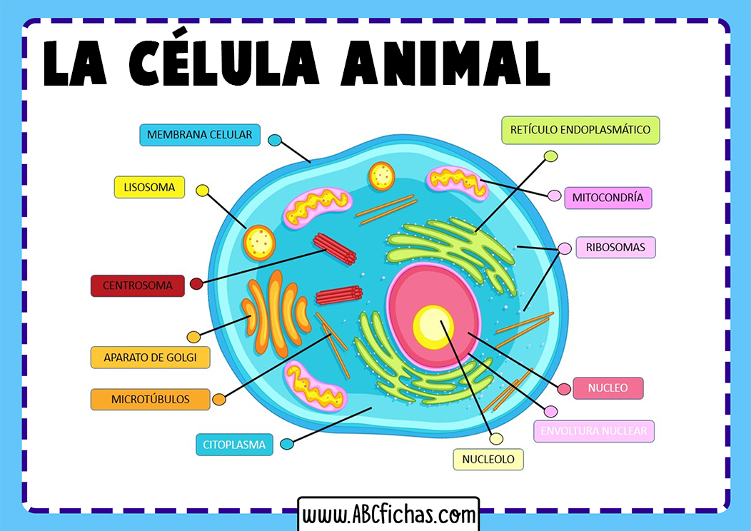 La Célula Animal Estructura Partes Y Funciones De La Célula Animal