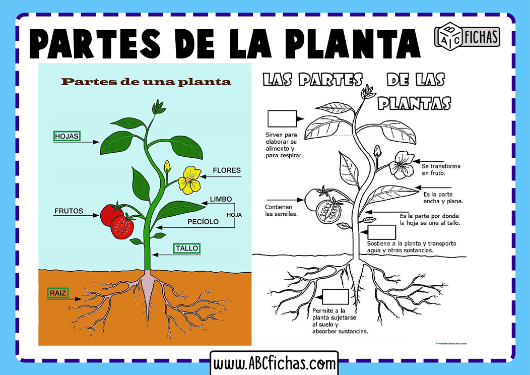 Ficha Partes De Una Planta Partes De Una Flor Ficha Con Los Nombres Y