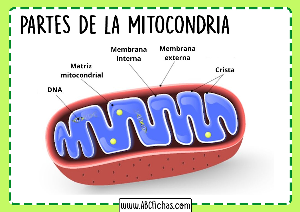 Mitocondria celula partes