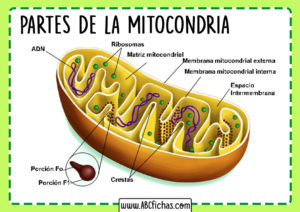 Mitocondria partes