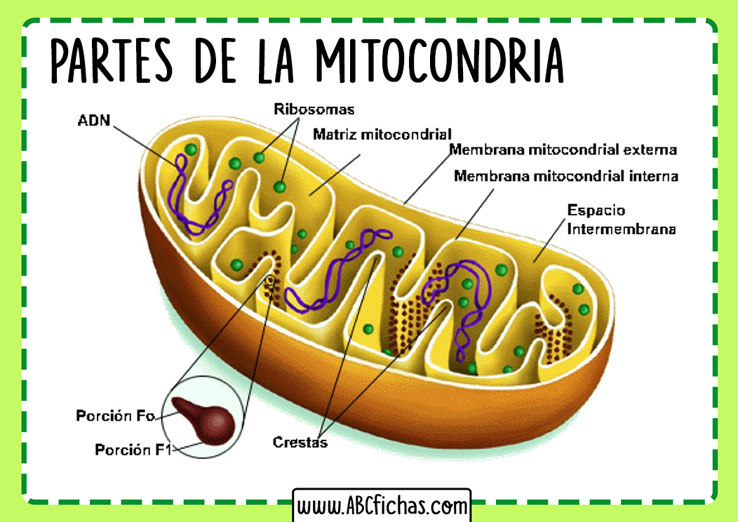 Mitocondria partes