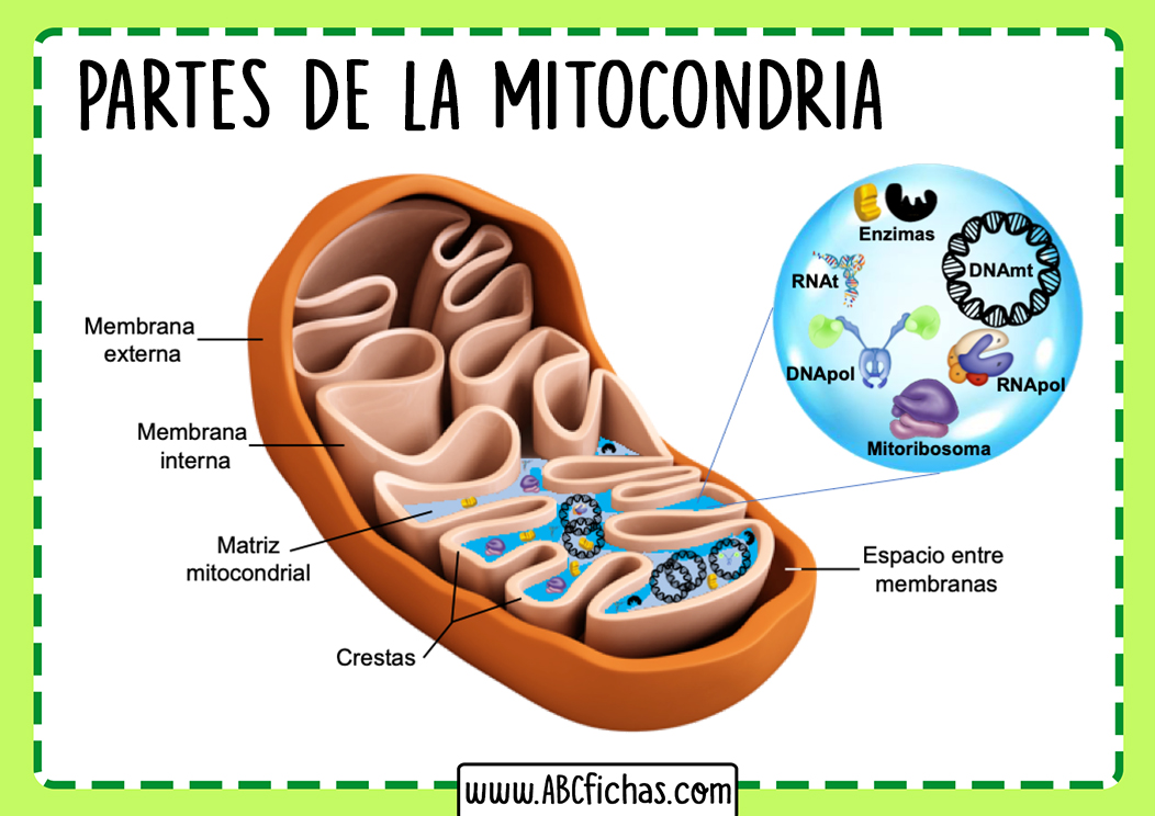 Mitocondria respiracion celular