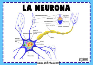 Neurona partes y estructura
