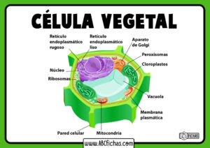 Organizacion de celula vegetal